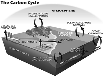 carbon-cycle